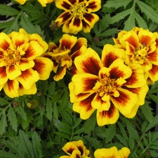 the scattered marigold