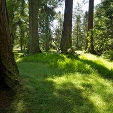 grass, viewes, scrub, trees