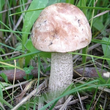 Mushrooms, scrub
