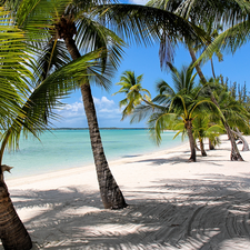 Beaches, sea, Coast, Palms, Bahamas