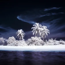 sea, White, Palms