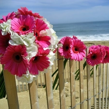 Pink, Beaches, sea, gerberas