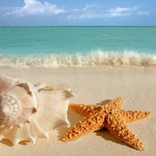 Shells, turquoise, sea, starfish