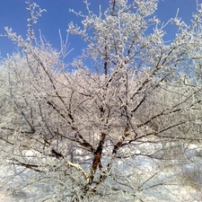 snow, Bush, Sea Buckthorn