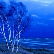 trees, birch, sea, viewes