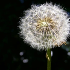 Seeds, puffball, common