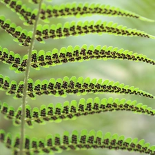 Seeds, leaf, Fern