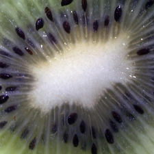 seeds, sectioned, kiwi