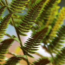 Seeds, Fern, plant