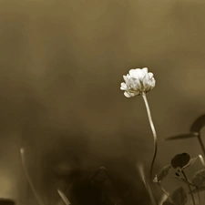 clover, sepia