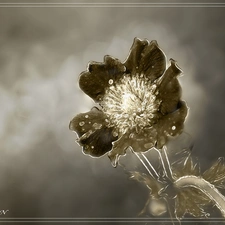 Flower, sepia