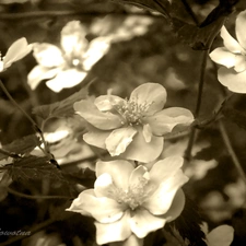 Flowers, sepia