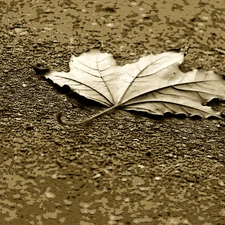 leaf, sepia