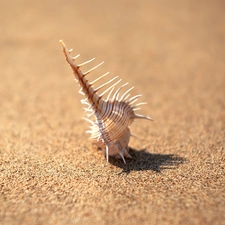 shadow, shell, Sand