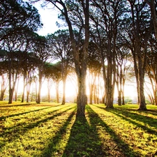 forest, viewes, shadows, trees