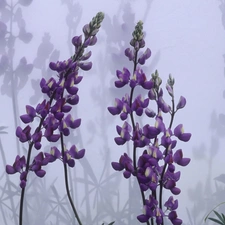 shadows, Violet, lupine