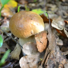 forester, Boletus edulis, sheathing