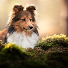 Moss, dog, shetland Sheepdog