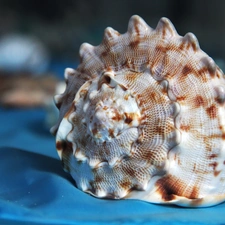 shell