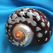 shell