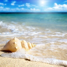 shell, sea, Beaches