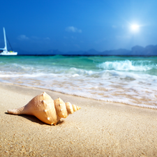 shell, Sky, sea