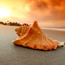 west, Beaches, shell, sun