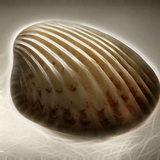 shell