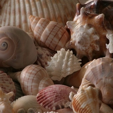 color, Shells