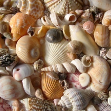 different, Shells