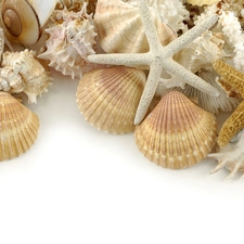 different, Shells