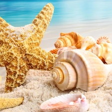 Shells, sea, Sand