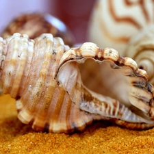 Sand, Shells