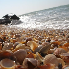 sea, Shells