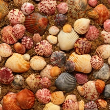 Shells