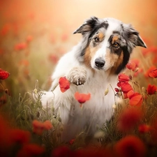 pud, papavers, Australian Shepherd, The raised, dog