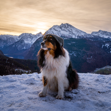 snow, Mountains, Australian Shepherd, Hat, dog