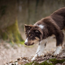 Puppy, dog, Australian Shepherd