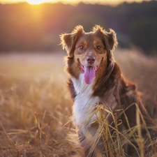 Tounge, dog, Australian Shepherd