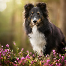 heathers, dog, shetland Sheepdog