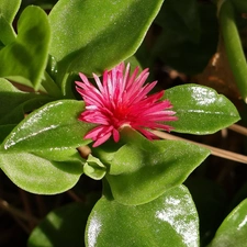 shiny, Leaf, Red, Flower, Bush