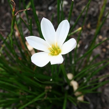 White, green ones, shoots, Zefirant