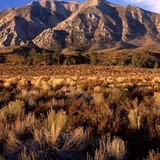 shrubs, Mountains, California