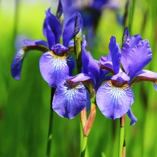 Siberian Iris, iris