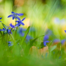 squill, Siberian