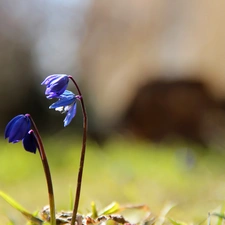 Siberian squill