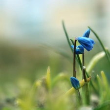 Siberian squill