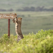 sign-post, Tanzania, Serengeti National Park, plate, Africa, text, Cheetah