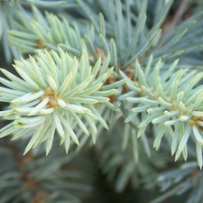 spruce, silvery