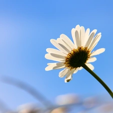 Sky, Daisy, blue